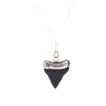 Original small shark tooth necklace with brass and black finish